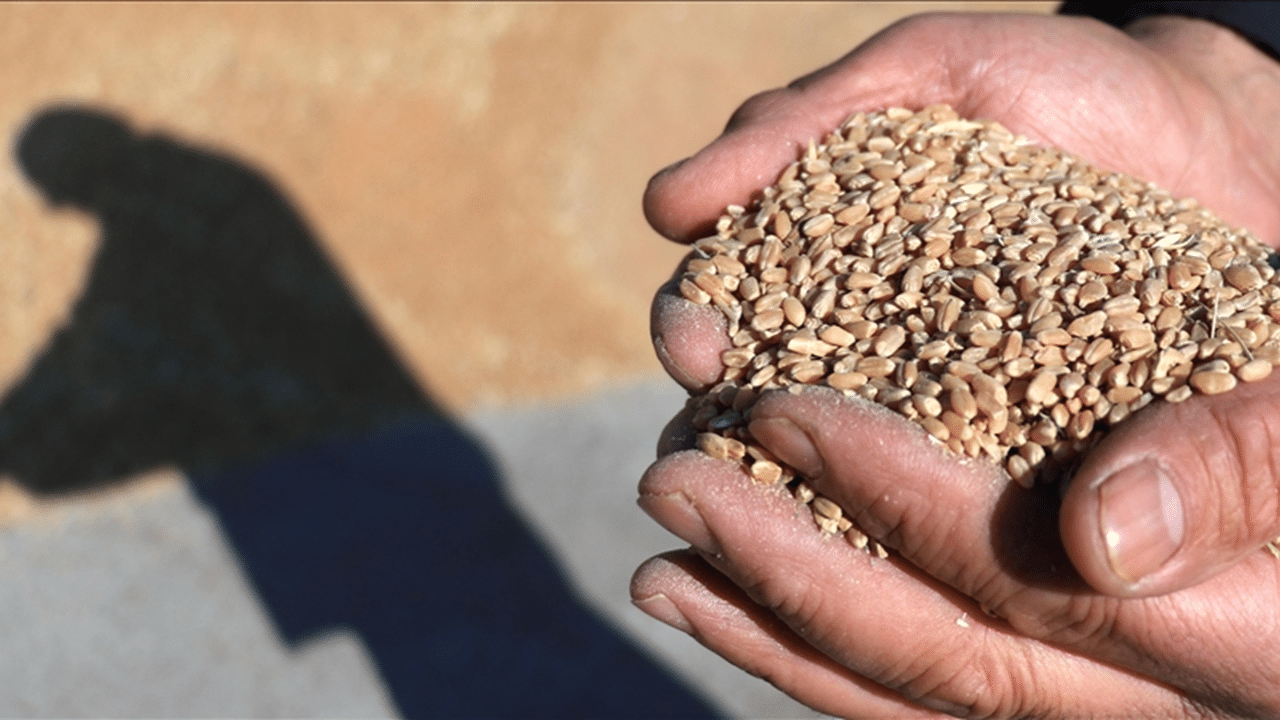 Rekabet Kurulu, May Tohum hakkında soruşturma başlattı