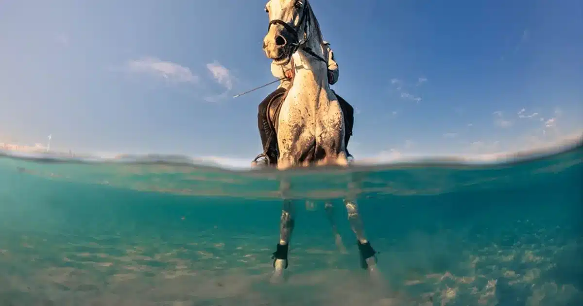 Sony Dünya Fotoğrafçılık Ödülleri 2026 Öğrenci ve Gençlik Kısa Listeleri Açıklandı