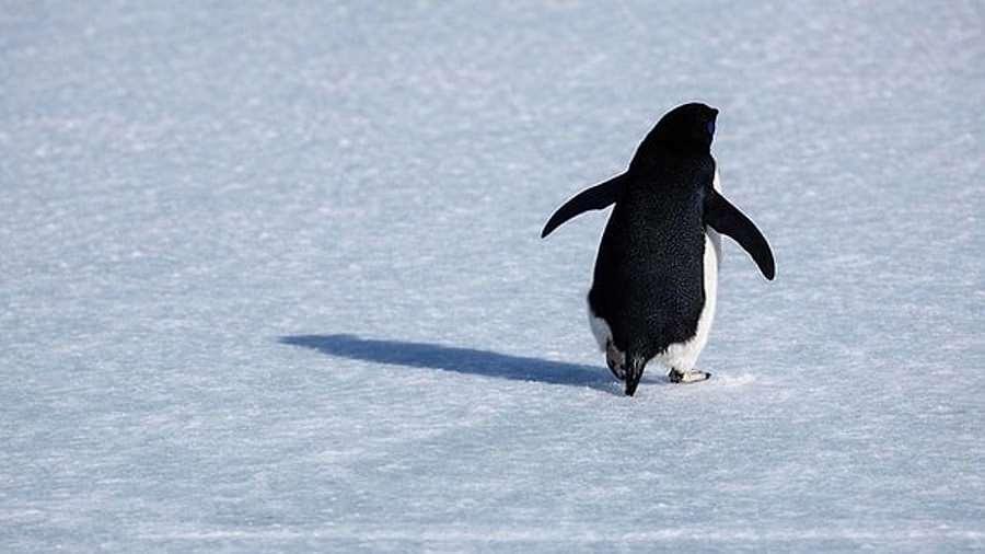 Dünya Bu Pengueni Konuşuyor