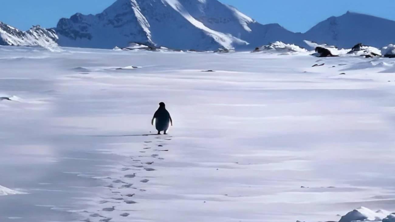 Werner Herzog’un Belgeselindeki ‘Nihilist Penguen’ Sahnesi 19 Yıl Sonra Yeniden Gündemde