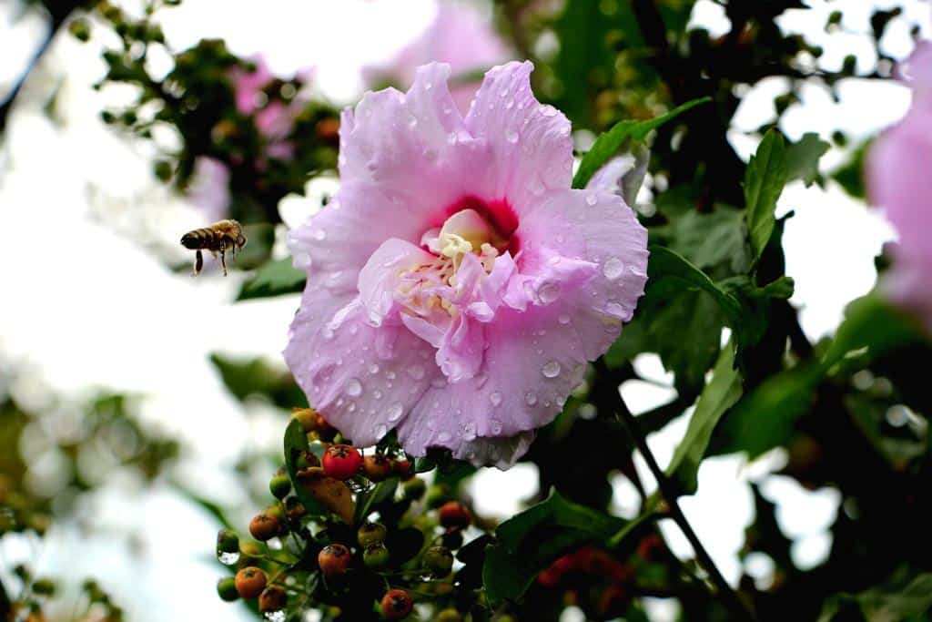 İkinci Cemre Ne Zaman Düşecek?