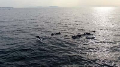 2026 yılında cemrelerin ne zaman düşeceğini ve sıralamasını öğrenin. İlk,