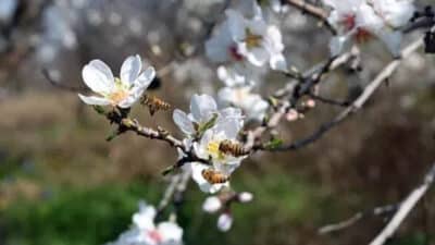 21 Mart Nevruz Bayramı resmi tatil olacak mı? Kanun teklifi