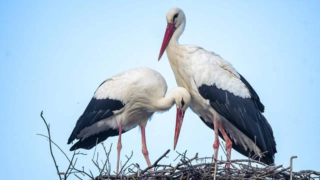 Yaren Leylek’in Dönüşü Bekleniyor