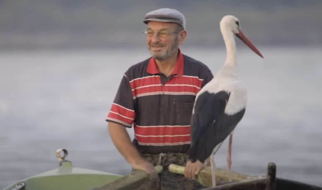 Nazlı leylek uzun bir aradan sonra Eskikaraağaç’a döndü, şimdi tüm