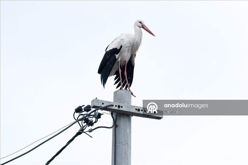 Yaren Leylek Nerede?