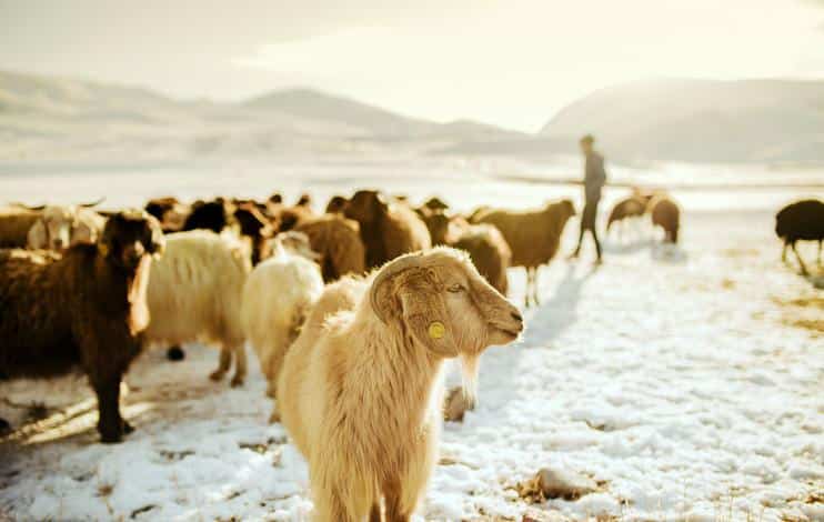 2026 Kurban Bayramı Takvimi Belli Oldu