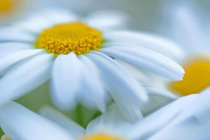 2026 Yılında Üçüncü Cemre Ne Zaman Toprağa Düşecek?