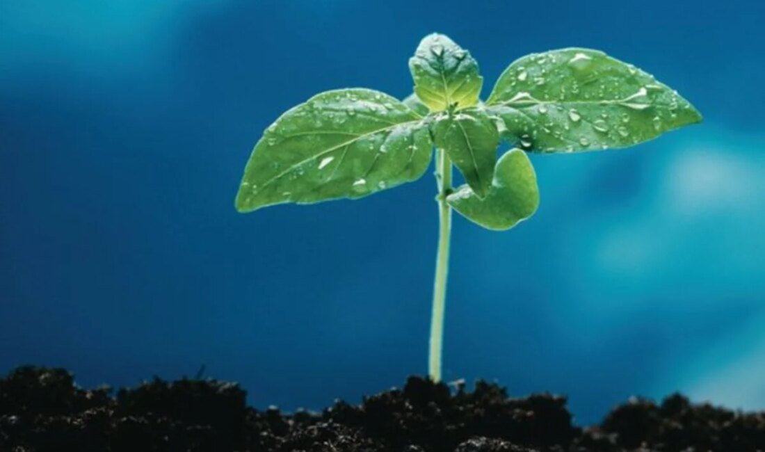 Aviva, Rising Stars Programı’nı 19 grupla genişleterek genç yeteneklere yeni