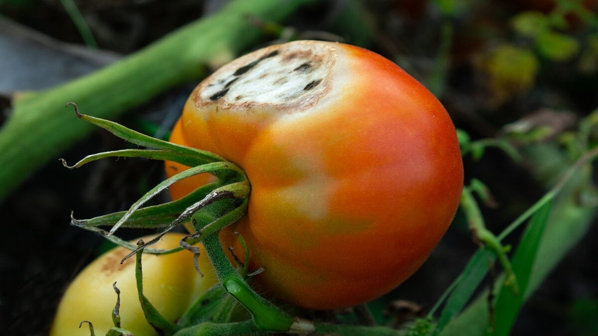 Domates İsrafının Önüne Geçmek İçin Pratik Çözümler