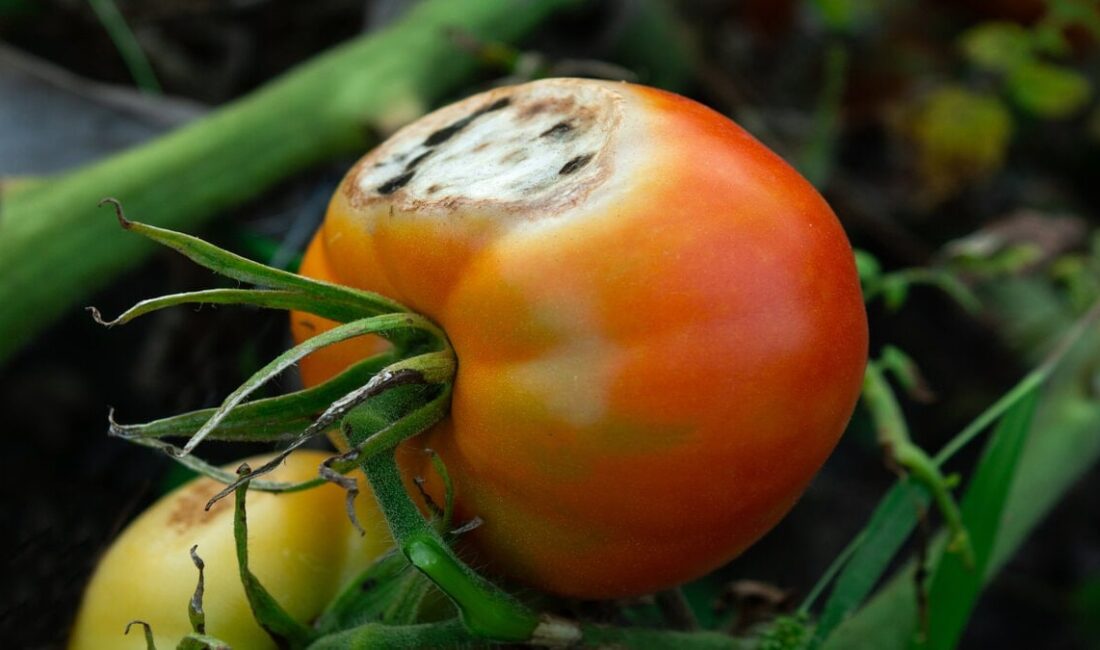 Çürümeye başlayan domatesleri israf etmeden değerlendirmek için pratik ve yaratıcı