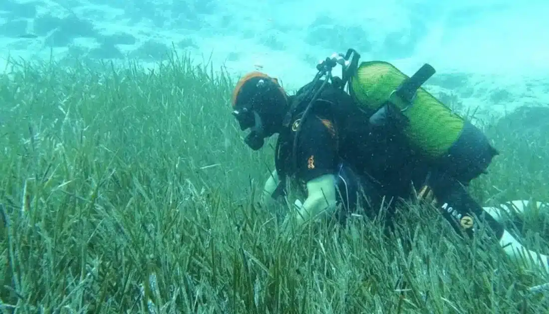Garanti BBVA ve TURMEPA, Mavi Nefes Projesi ile deniz çayırlarının