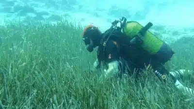 Garanti BBVA ve TURMEPA, Mavi Nefes Projesi ile deniz çayırlarının