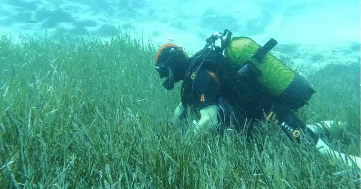 Garanti BBVA ve TURMEPA, Mavi Nefes Projesi ile deniz çayırlarının