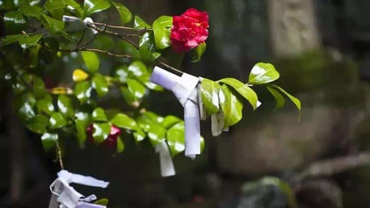 Hıdırellez 2026 Ne Zaman Kutlanacak? Gelenek ve Ritüeller