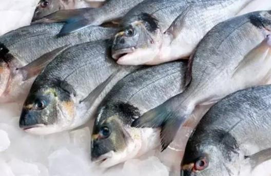 Balık Avı Yasağı 15 Nisan 2026'da Başlıyor