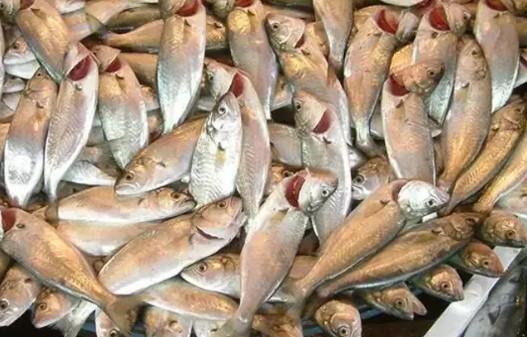 Balık Avı Yasağı 15 Nisan 2026'da Başlıyor