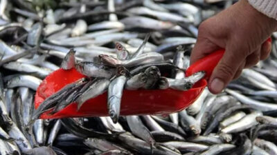 Balık avı yasağı 15 Nisan 2026'da başlıyor. Deniz ekosistemini korumak