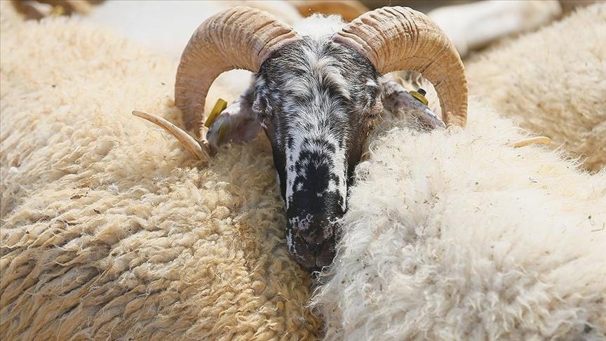 Kurban Eti Nasıl Dağıtılır, Kimlere Verilir, Kimlere Verilmez? 6 Kurban Eti Dağıtımı
