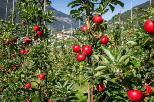 TARSİM Ağaç ve Fidan Sigortası Nedir? Meyve Ağacı ile Ürün Sigortasının Farkları