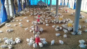 2026 TARSİM Kümes Hayvanları Hayat Sigortası: Kapsam, Prim Desteği ve Hasar Başvurusu