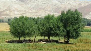 Otlayan koyun sürüsü; 2026 TARSİM küçükbaş hayvan hayat sigortası teminat ve hasar rehberi görseli