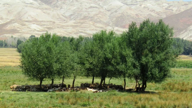 Otlayan koyun sürüsü; 2026 TARSİM küçükbaş hayvan hayat sigortası teminat ve hasar rehberi görseli