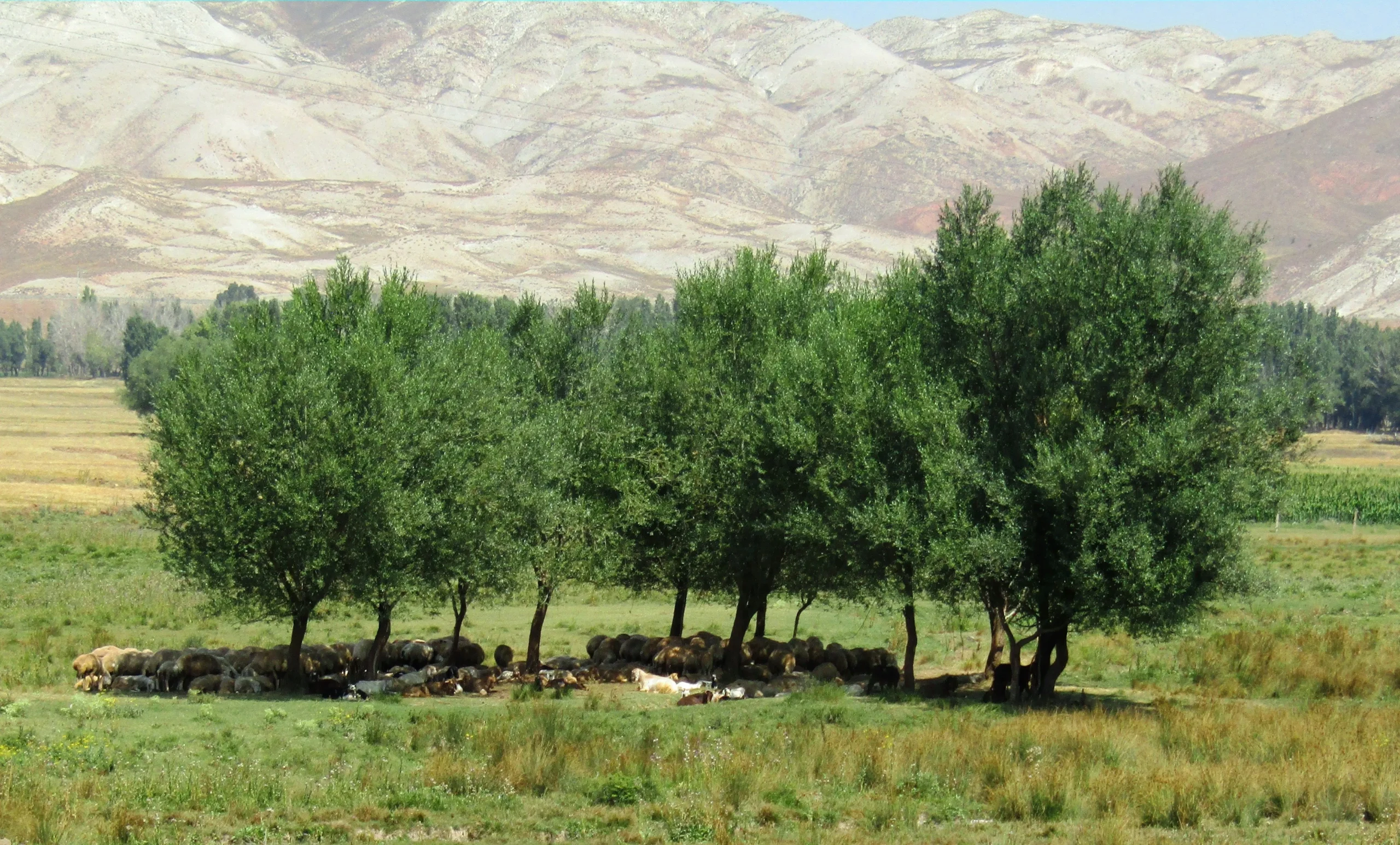 Otlayan koyun sürüsü; 2026 TARSİM küçükbaş hayvan hayat sigortası teminat ve hasar rehberi görseli