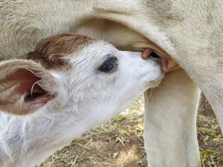 TARSİM Buzağı Kaybını Karşılar mı? Yavru Atma, Ölü Doğum ve Hayvan Sigortası