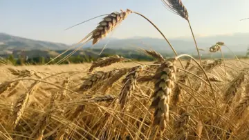 Sivas Suşehri'nde hasat öncesi buğday başakları; TARSİM gelir koruma sigortasında verim ve fiyat riski rehberi