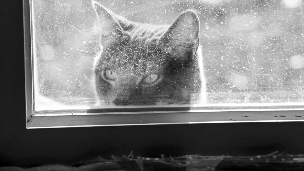Pencereden dışarıyı izleyen siyah beyaz kedi; rüyada kedi görmek içeriği için doğal fotoğraf