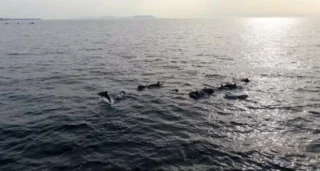 2026 Cemre Düşmesi Tarihleri ve Sıralaması Belli Oldu