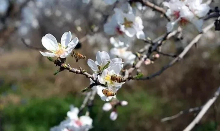 21 Mart Nevruz Bayramı Resmi Tatil Olacak mı? Kanun Teklifi Meclis’te