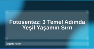 Fotosentez: 3 Temel Adımda Yeşil Yaşamın Sırrı