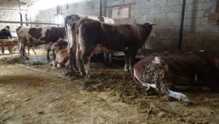 Bluetongue Disease in Livestock