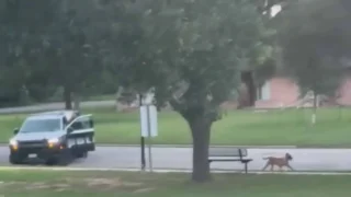 Brookshire Officer Suspended Amid Investigation Into Fatal Shooting of Stray Dog