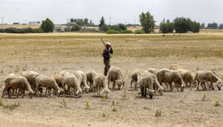 Eid al-Adha Celebrated with Enthusiasm in Morocco Despite Restrictions