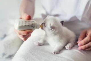 How to Naturally Enhance Your Kitten’s Immune System