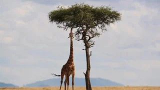 Kenya Bayrağı, Başkenti, Nüfusu, Ekonomisi ve İklimi