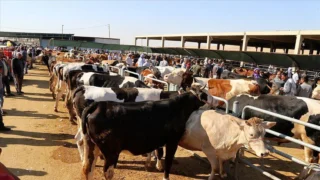 Kurban İbadeti: Kimler Kurban Kesmekle Yükümlüdür?