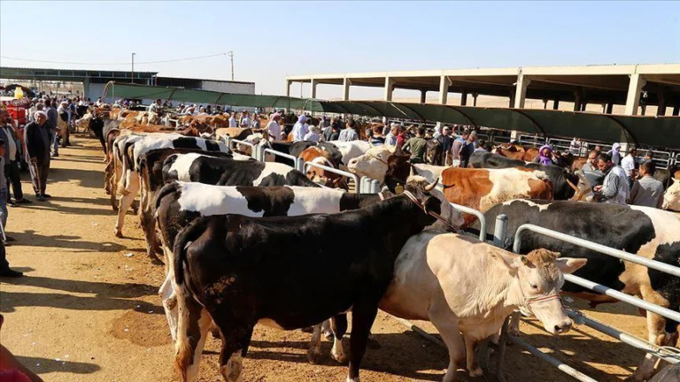 Kurban İbadeti: Kimler Kurban Kesmekle Yükümlüdür?