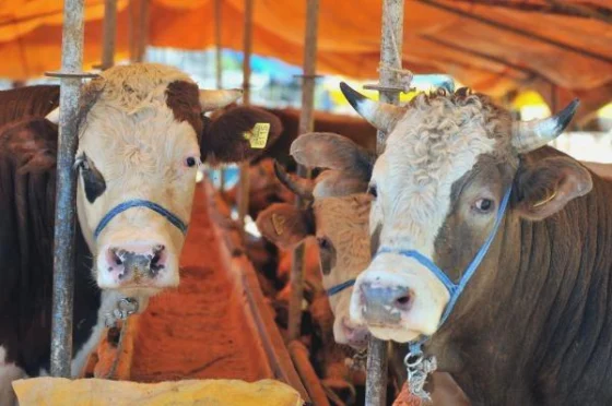 Kurban keserken besmele çekilir, “Bismillahi Allahü ekber” denir ve ilgili ayetler okunabilir