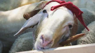 Kurban Kesim Vakti ve Dikkat Edilmesi Gerekenler