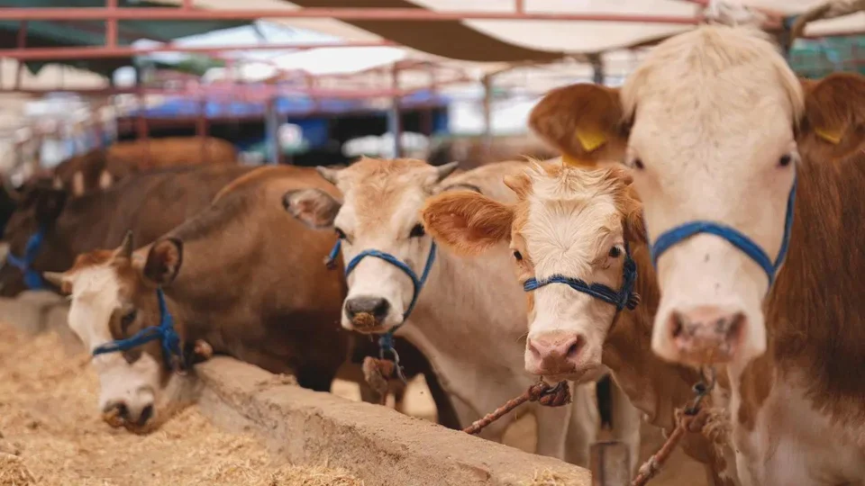 Kurban vekaleti, kişinin kurban kesimini güvenilir kişi veya kurumlara sözlü, yazılı ya da dijital yollarla devretmesidir