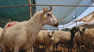 Kurban vekaleti sözlü, yazılı veya iletişim araçlarıyla verilebilir; 2026 Diyanet bedeli yurt içi 18 bin TL, yurt dışı 7 bin TL’dir