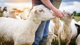 Mavi dil hastalığı nedir, bulaşıcı mı? Datça’da mavi dil alarmı! Mavi dil hastalığı belirtileri ve tedavisi