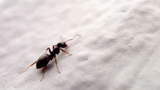 Natural and Effective Ways to Repel Ants from Your Home