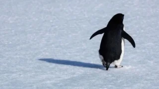 Nihilist Penguen Olayı ve Werner Herzog’un Belgeselindeki Anlamı