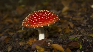Recognizing and Handling Poisonous Mushrooms