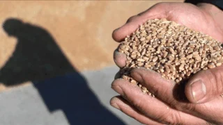 Rekabet Kurulu, May Tohum hakkında soruşturma başlattı